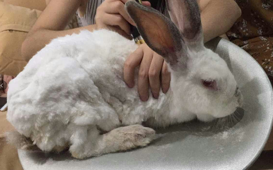 【蹦蹦】这大概是b站上最丑的兔了