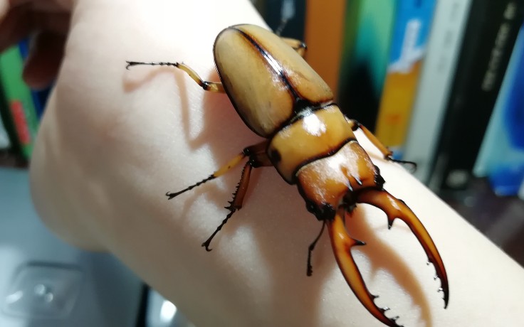 谢廖沙浅谈中国代表性锹形虫之一褐黄前锹甲