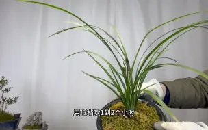 Tải video: 养兰花如何处理好浇水施肥和通风之间的关系？新手赶紧看看