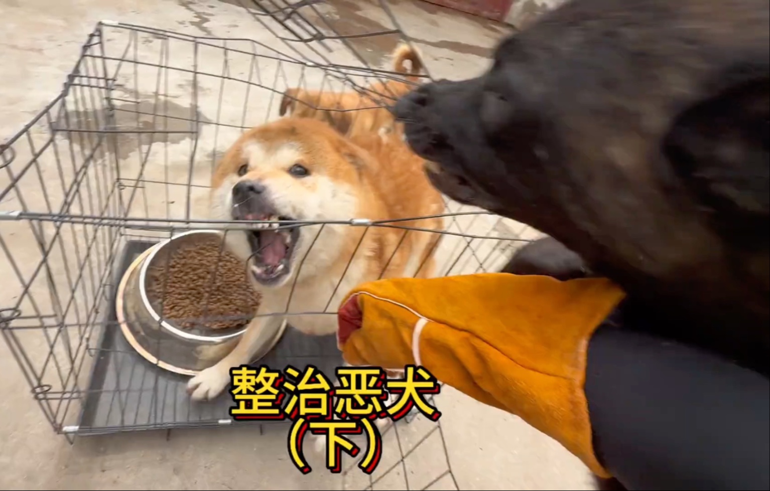 粉丝发来一只咬人护食的恶犬，经过训练咬人的坏习惯已经改掉了今天把它护食的坏习惯也给改掉