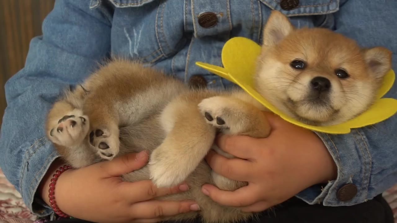 胖胖的孩子抱着胖胖的柴犬宝宝