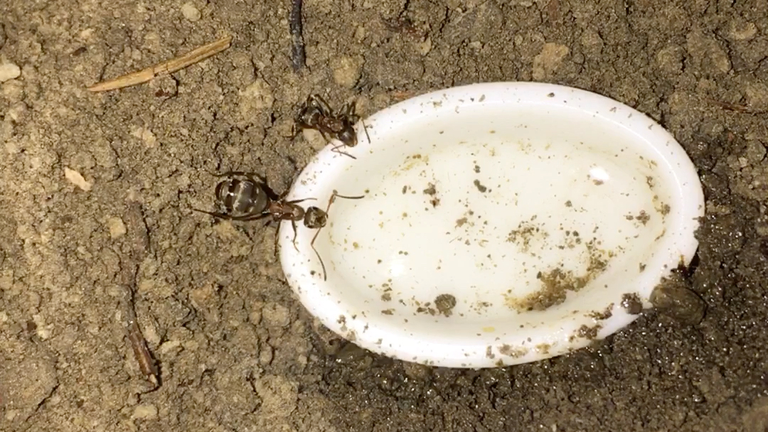 沙林蚁喝糖水_哔哩哔哩_bilibili