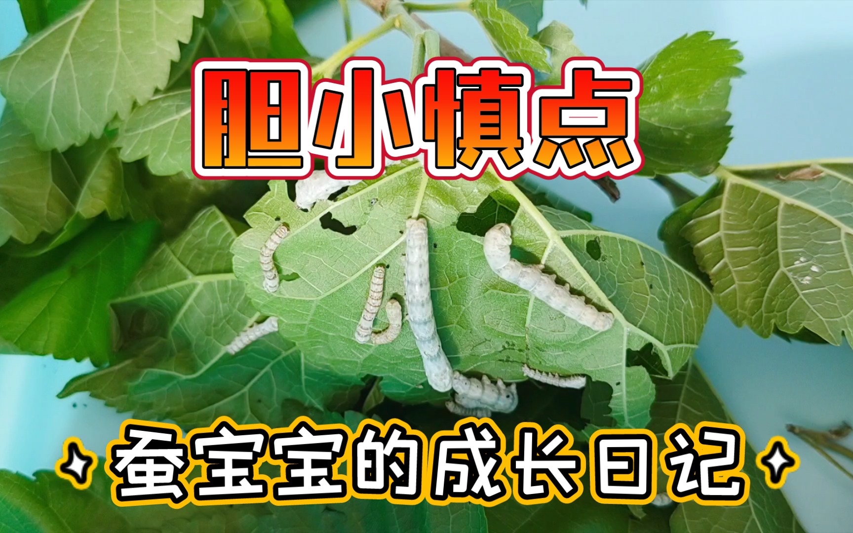 蚕宝宝的成长日记(一)小家伙们行动简直是慢镜头哔哩哔哩bilibili