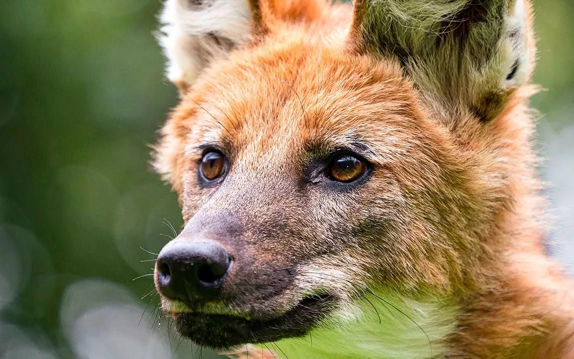 【双字幕】每天3分钟了解一个动物--巴西鬃狼