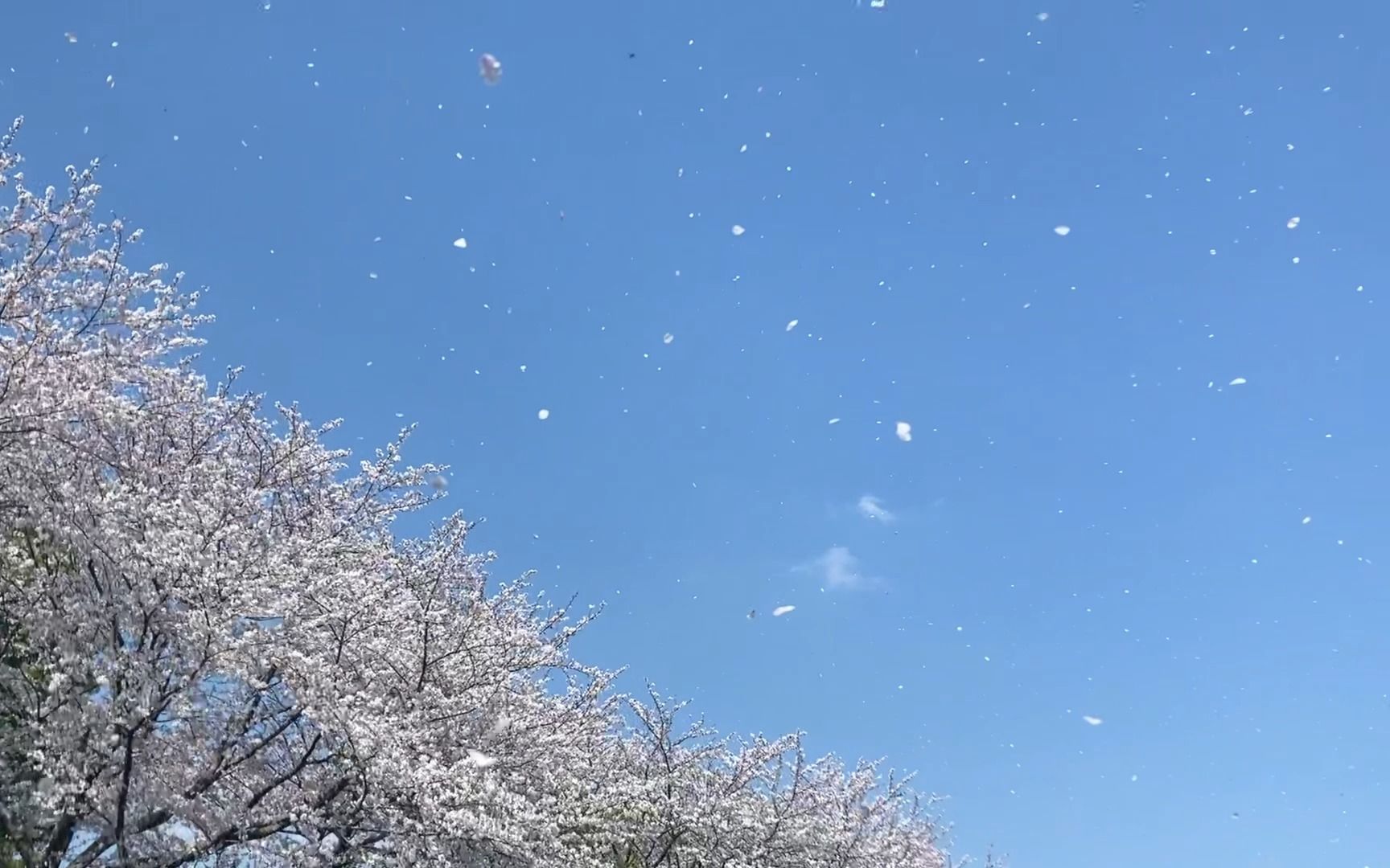 櫻吹雪 日本櫻花季集錦 新井藥師前 電車櫻花