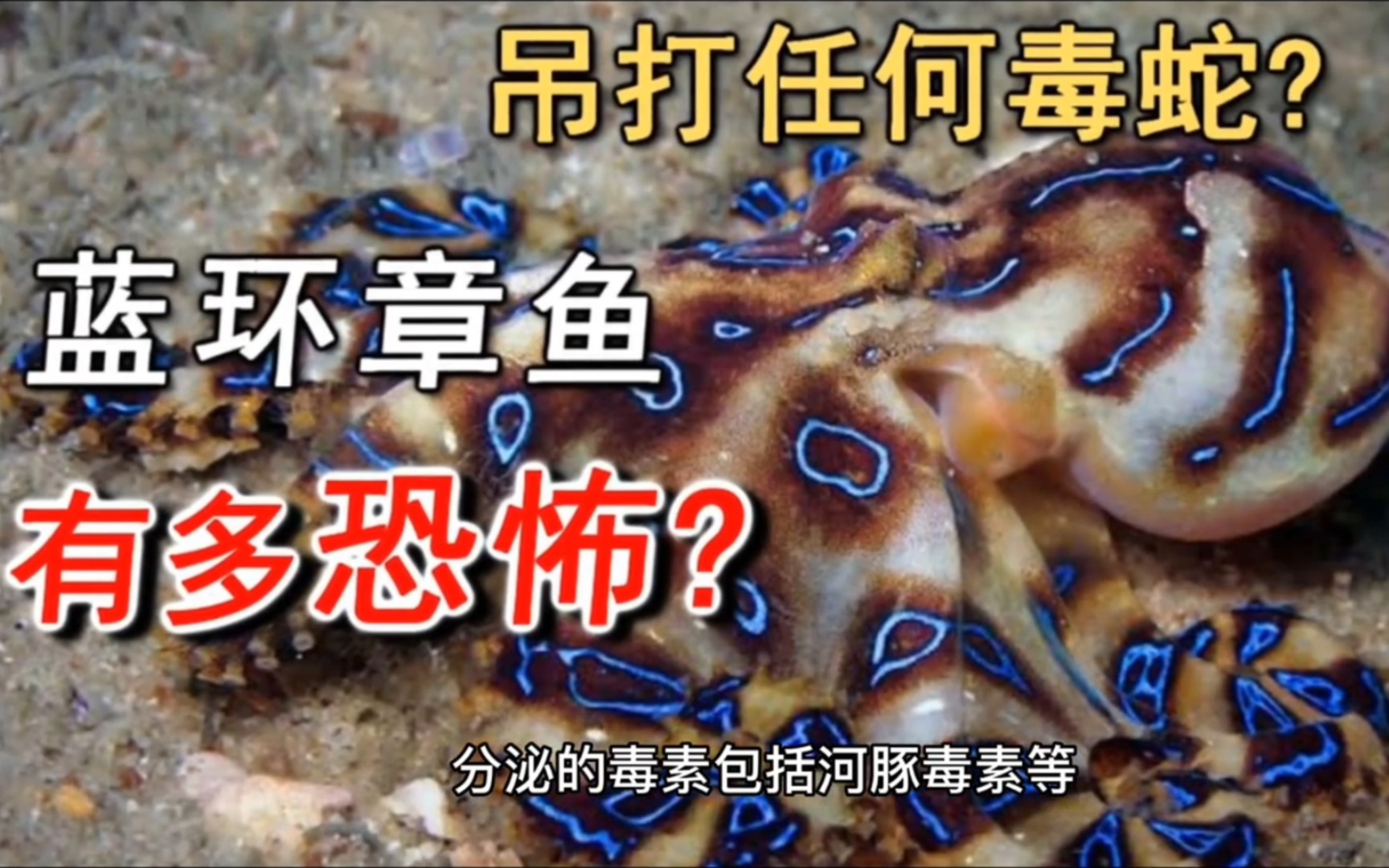 吃烤串发现蓝环章鱼图片