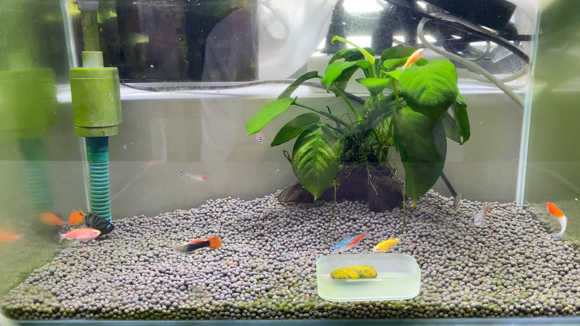 红色斑马成为鱼缸界的华农