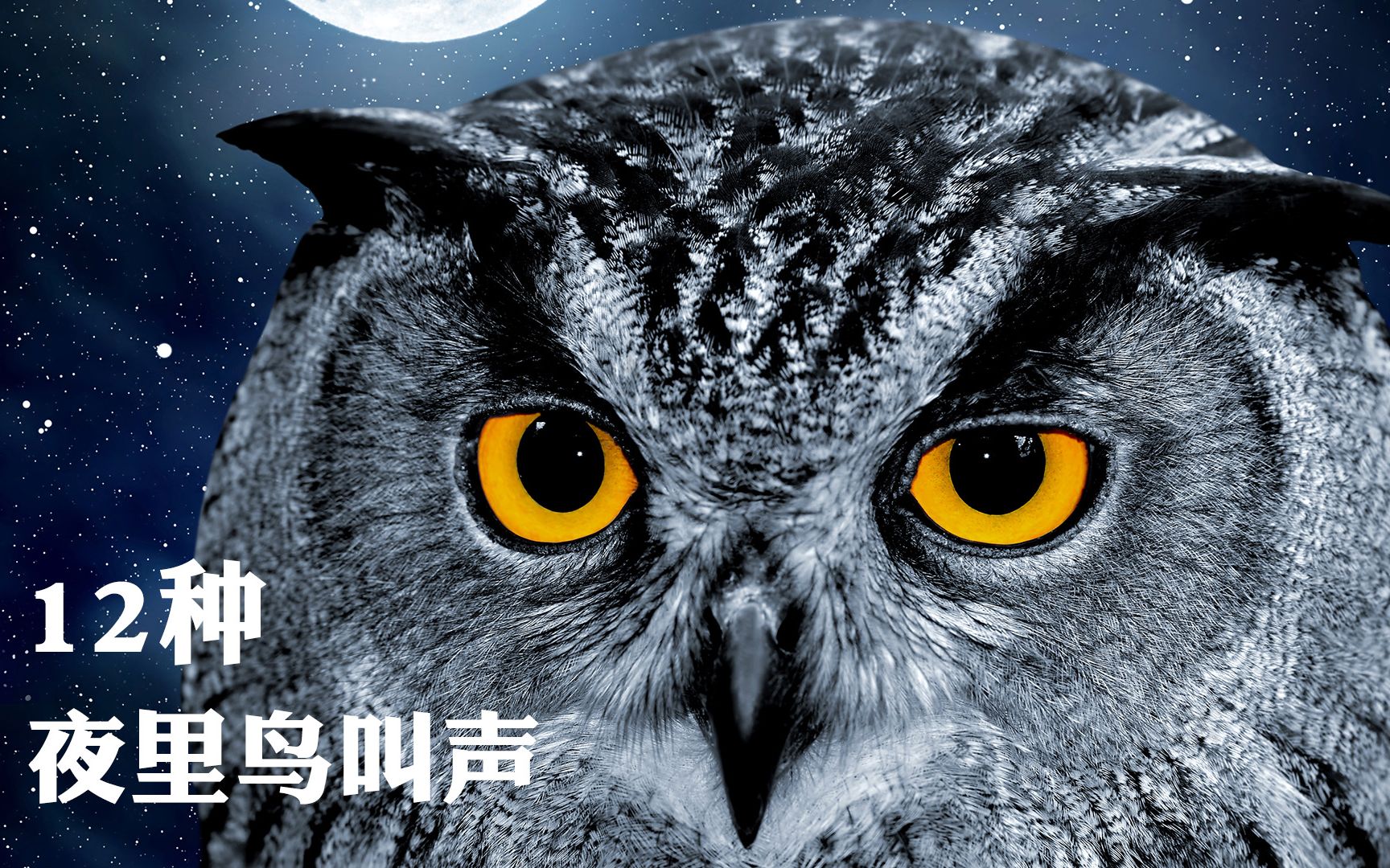 夜里的鸟叫声鉴定大全:揭秘夜里令人疑惑的鸟叫声,纯干货