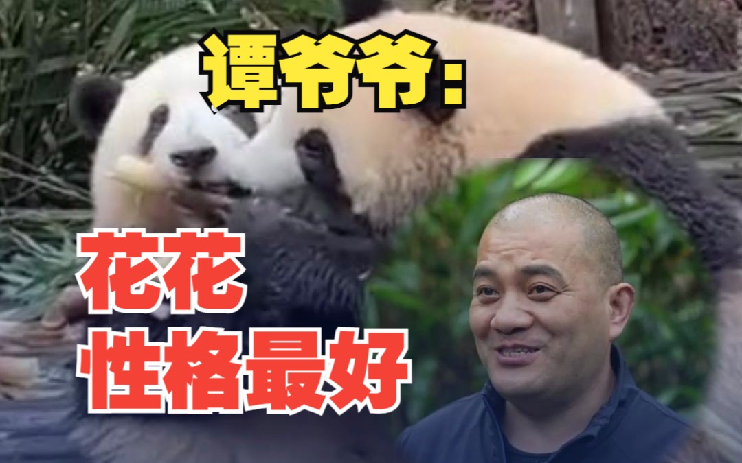 饲养员"谭爷爷"给出"认证":带了这么多熊猫,"花花"性格最好!