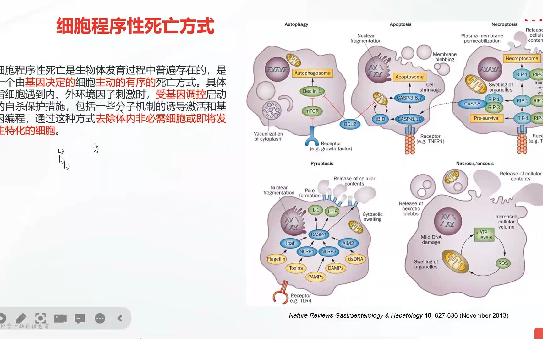 Autophagy细胞自噬相关信号通路及研究策略哔哩哔哩bilibili