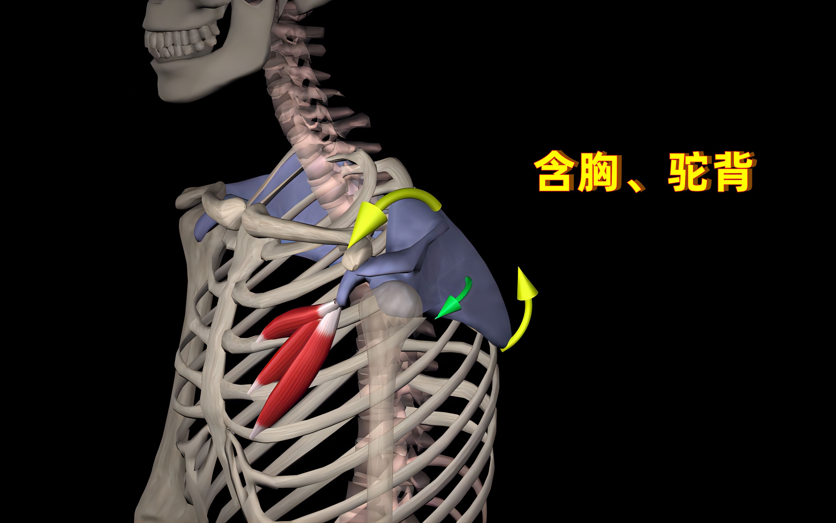 肩胛骨有多重要,看完你就知道!哔哩哔哩bilibili