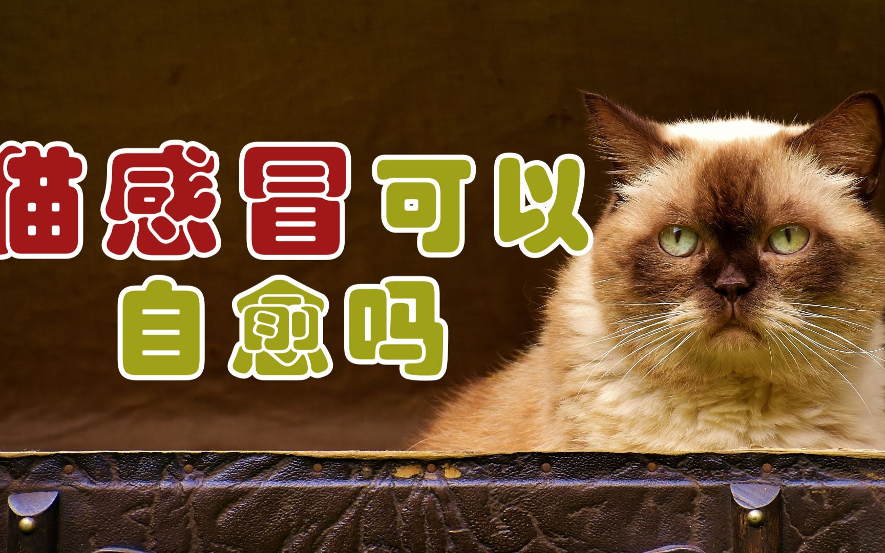 猫感冒可以自愈吗哔哩哔哩bilibili