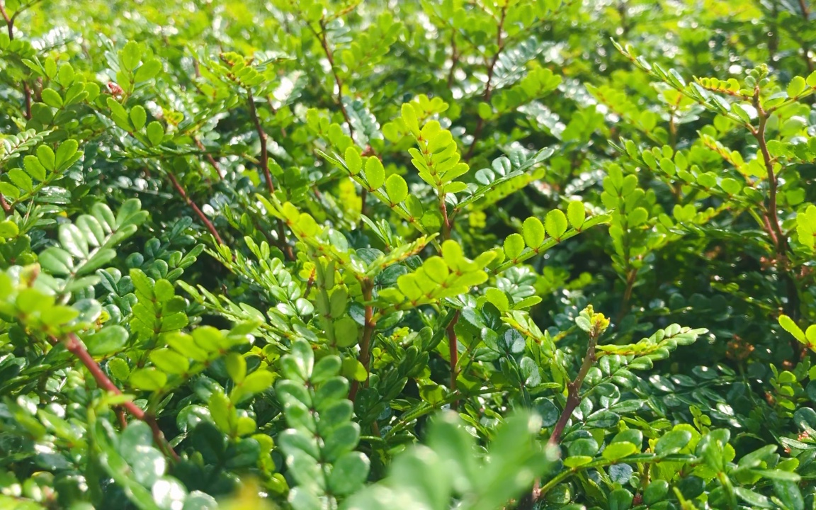 清香木的绿,它有着蚊子不喜欢的味道.哔哩哔哩bilibili