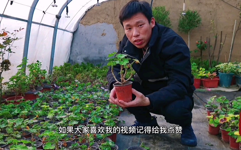 花圃简单日常,刚刚移栽的天竺葵小苗怎么打顶摘心哔哩哔哩bilibili