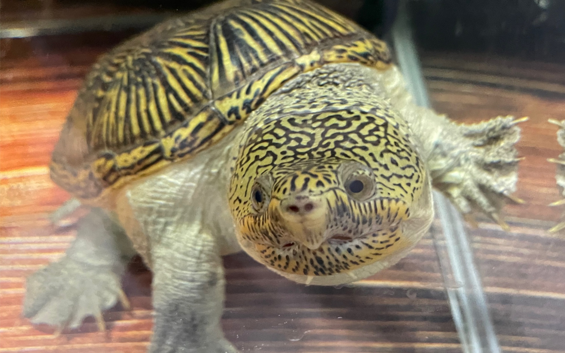 集天地灵气于一身的两岁的虎头麒麟六一