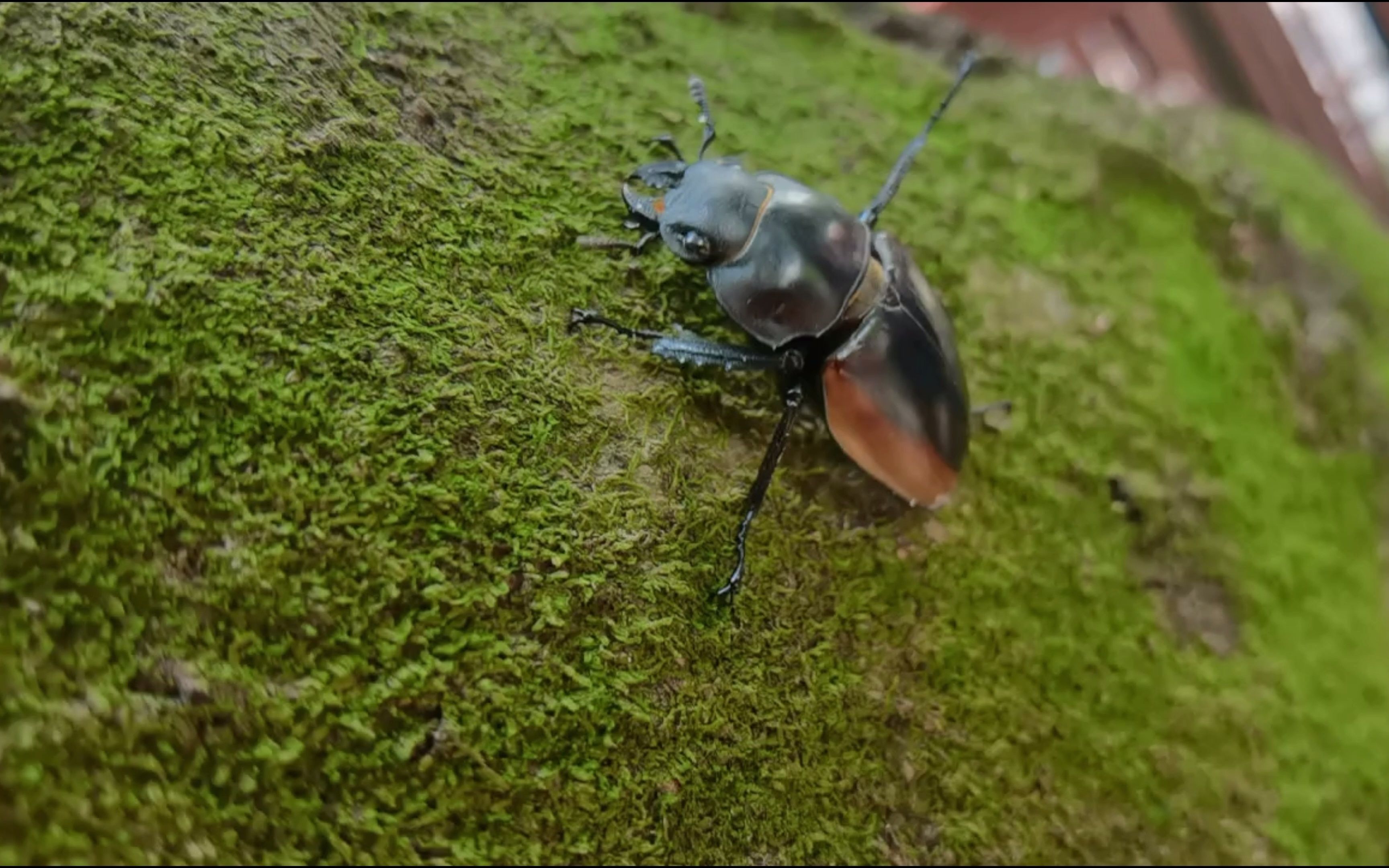 庆云寺树下努力向上趴的黄边鬼艳锹甲