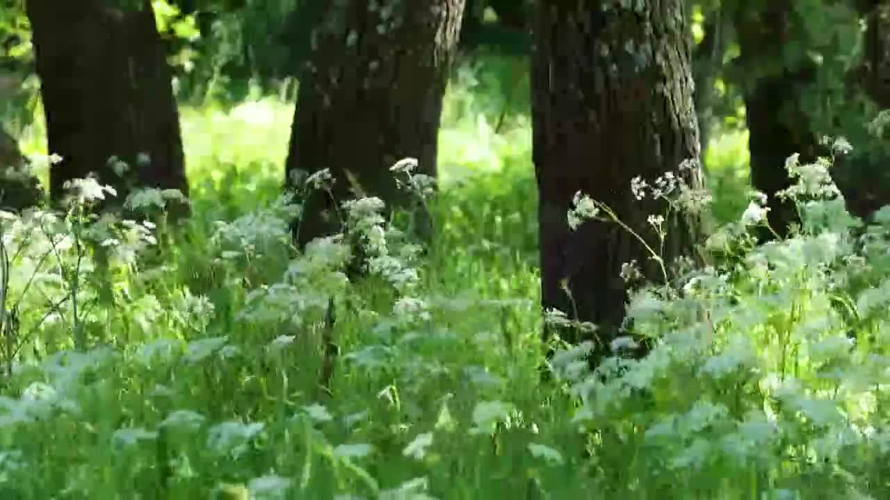 [图]「清晨」散步引导冥想，小溪流水哗啦哗啦＋小鸟和音，缓和情绪