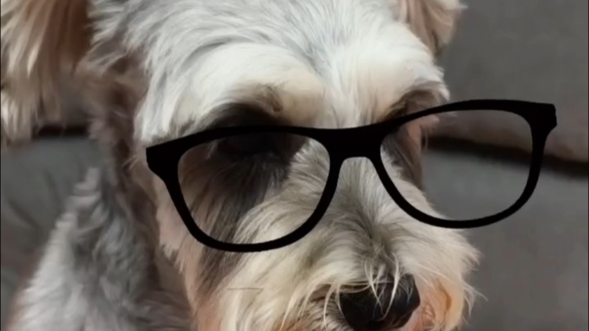 有比雪纳瑞更适合戴眼镜的狗吗