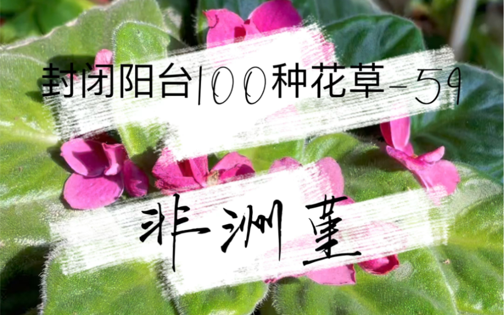 封闭阳台100种花草|非洲堇哔哩哔哩bilibili