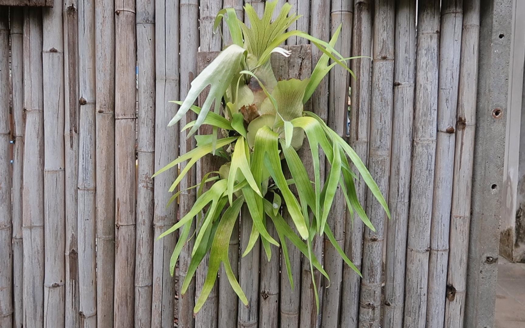 最好养的二叉鹿角蕨,也可以很美