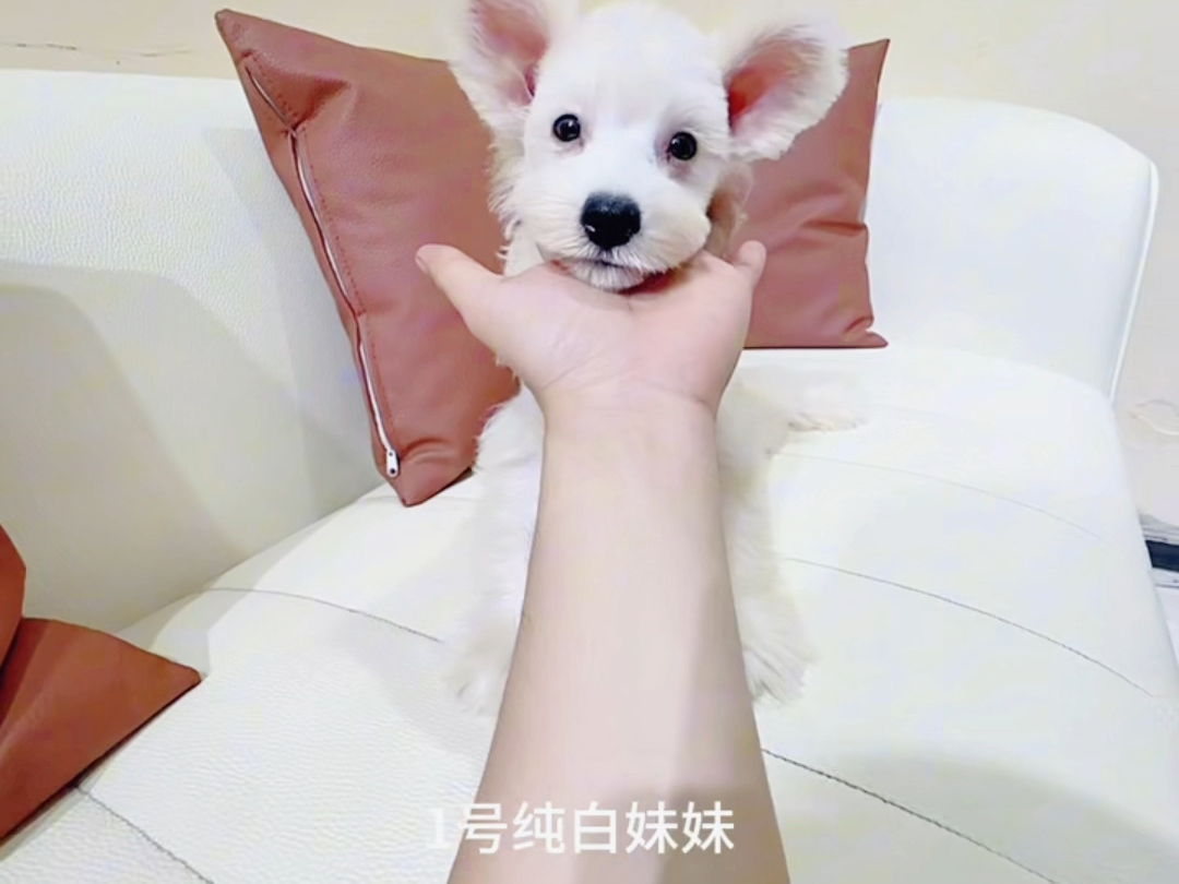 纯白色雪纳瑞哔哩哔哩bilibili