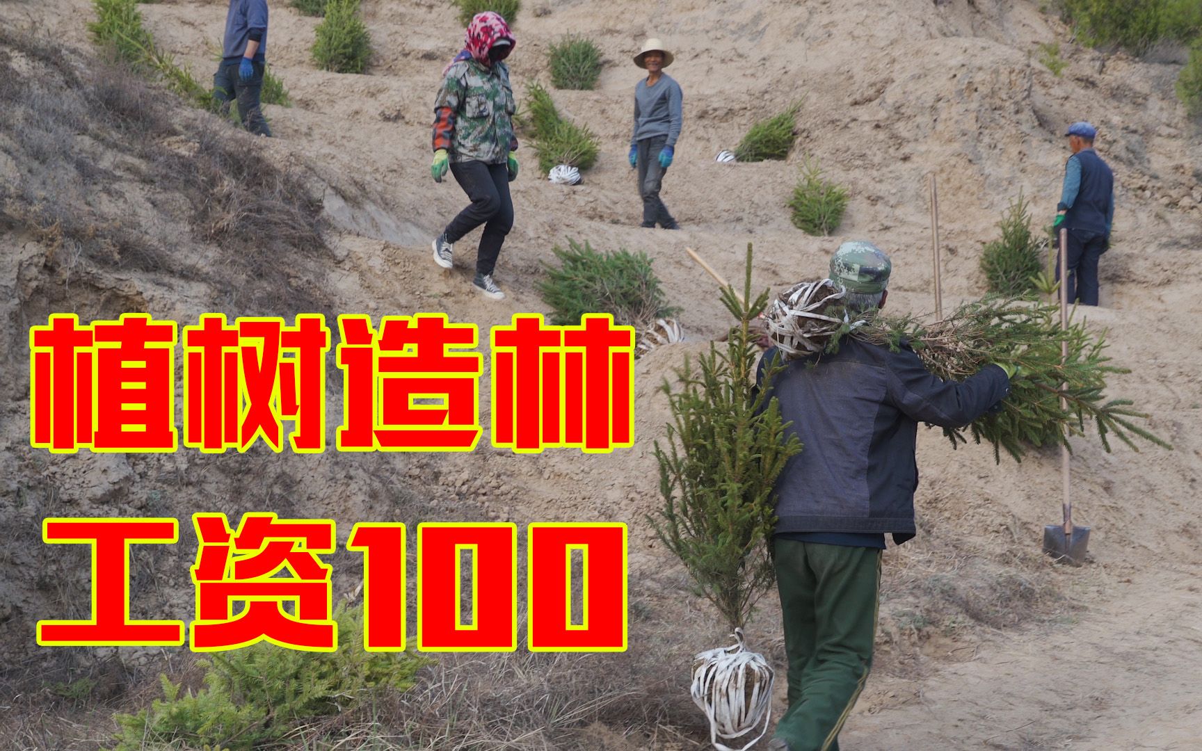 公益植树100块一天,干不干?哔哩哔哩bilibili