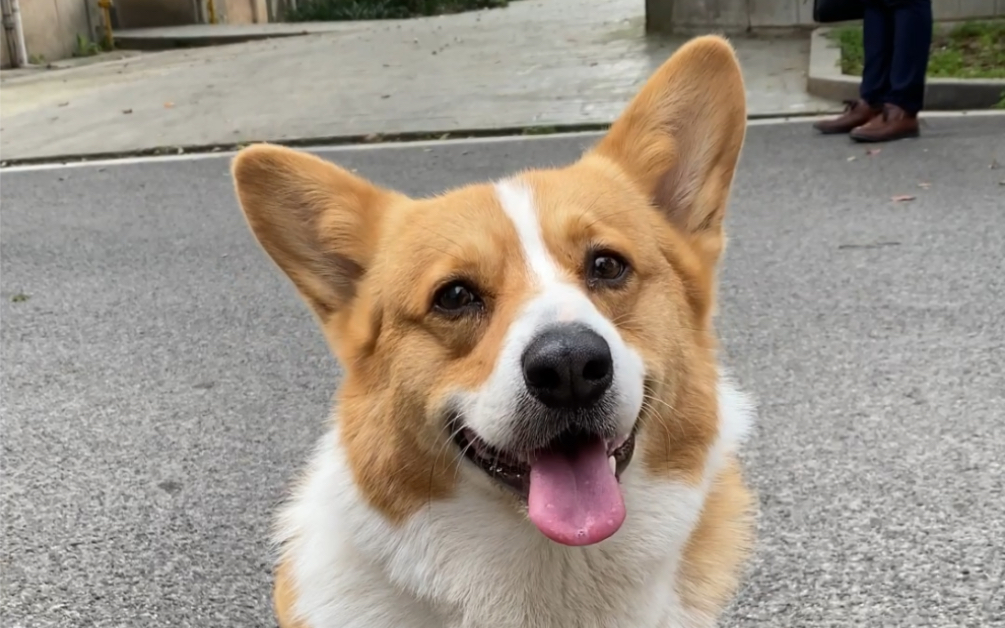 楼底下的肥柯基78