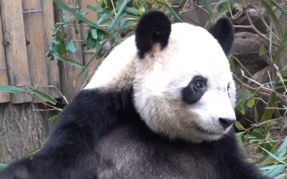 【大熊猫奇福】喜欢你的人一直都在思念你