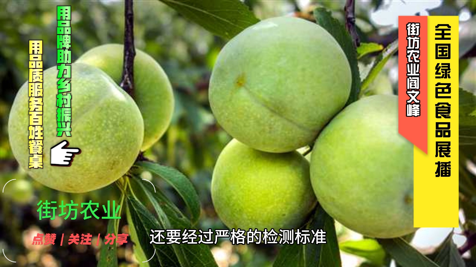 巫山县乡哈儿农业专业合作社的巫山脆李是绿色食品