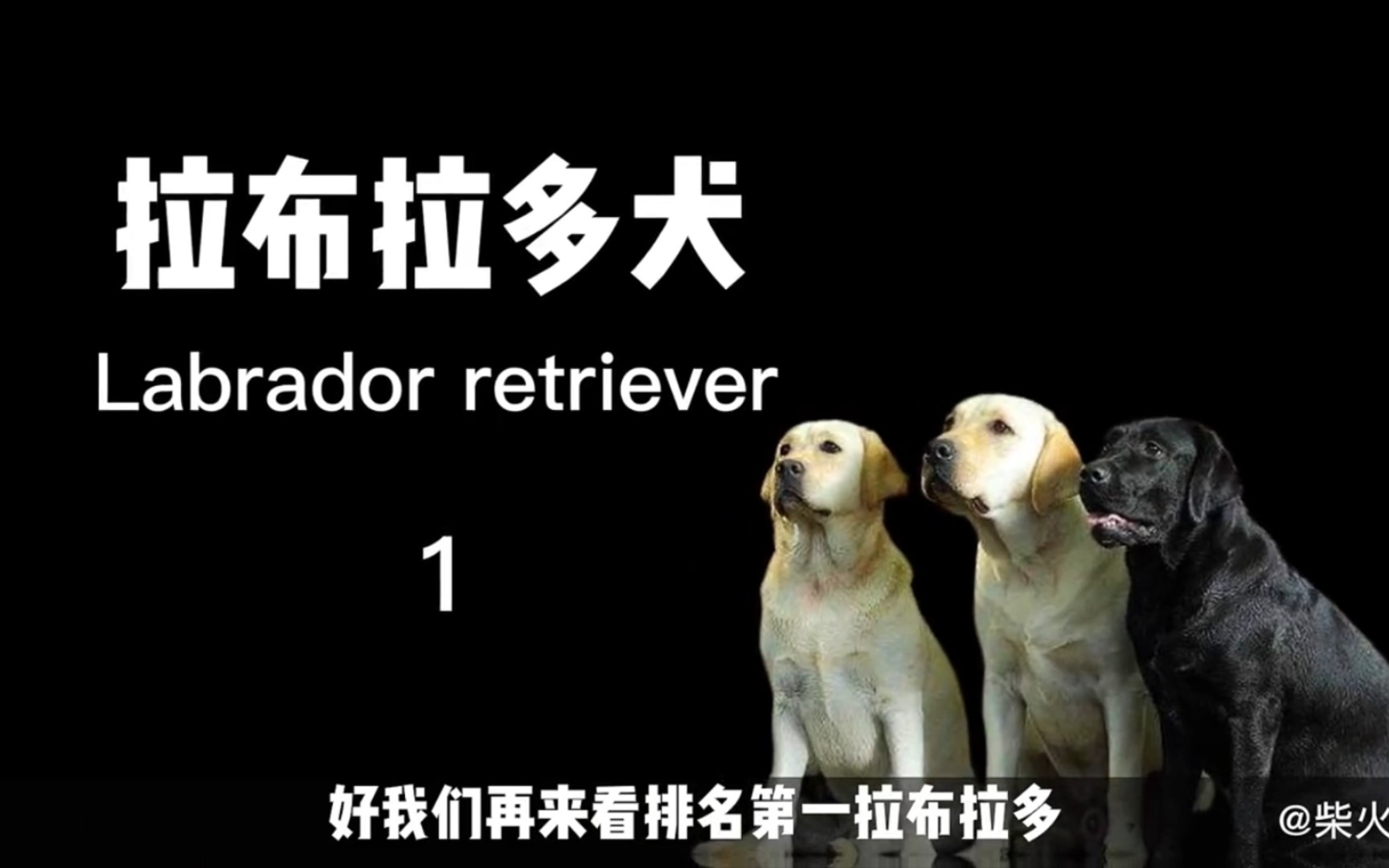 世界10大“忠犬”排名,中华田园犬强势入榜,藏獒真的够忠诚吗?哔哩哔哩bilibili