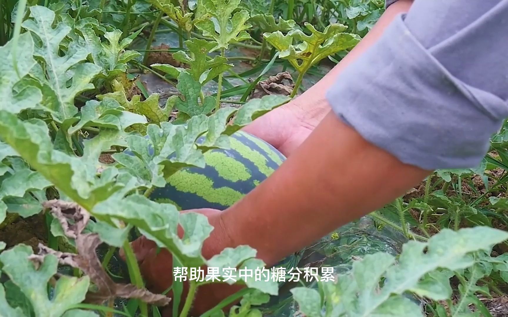 西瓜种植,巧施中港万象水溶肥,种出的西瓜又大又甜哔哩哔哩bilibili