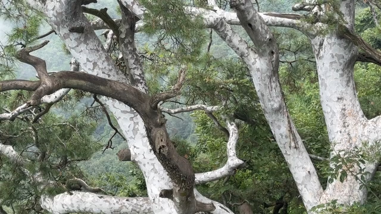 千年白皮松图片