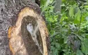 Скачать видео: 这就是福