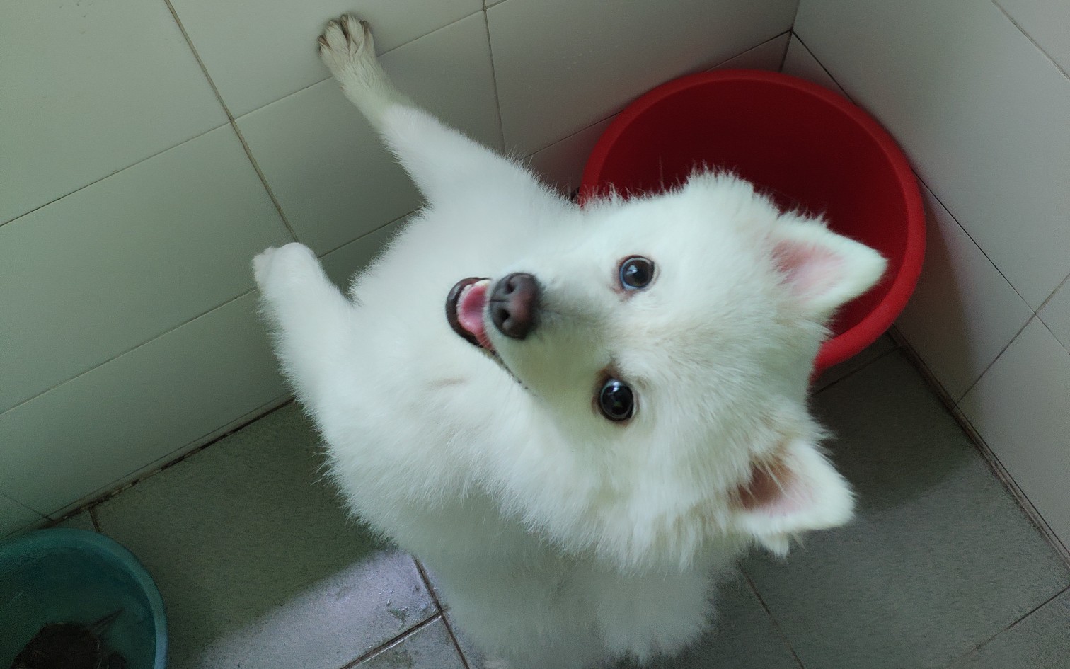 【银狐犬】令狗狗望眼欲穿的是