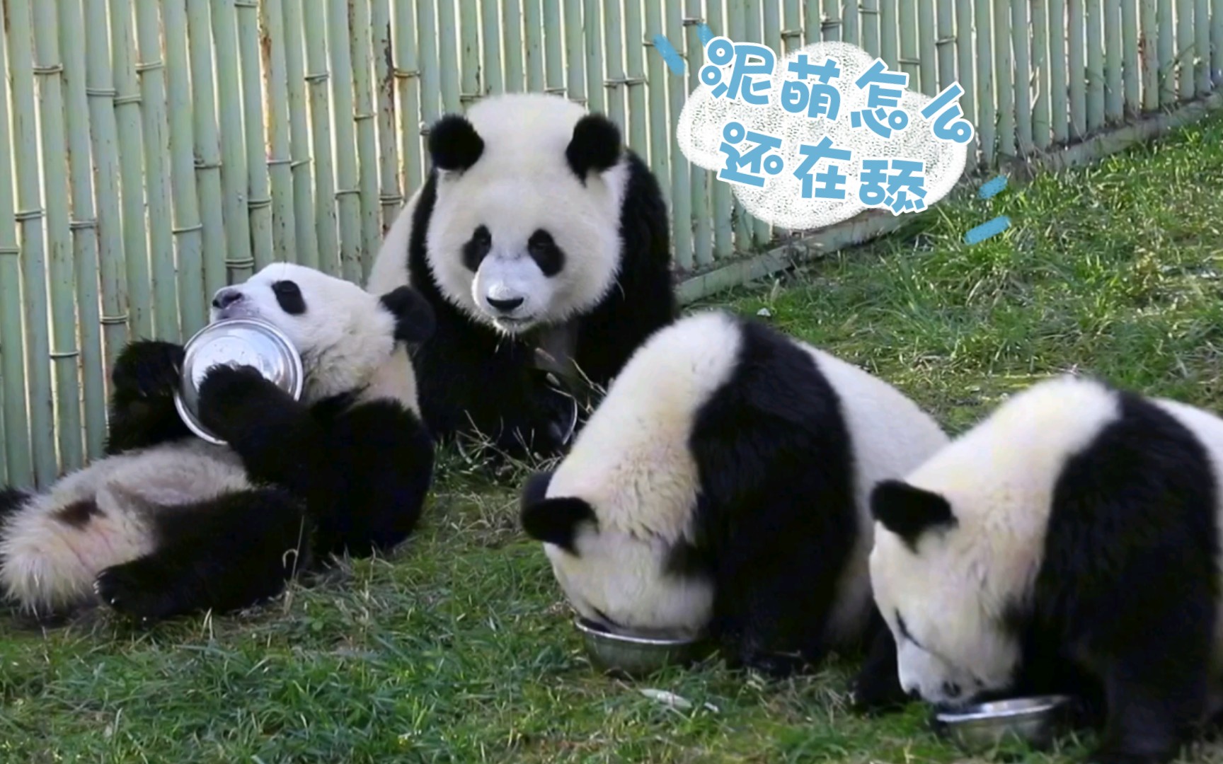 脸大的早早就结束盆盆奶【锦小七永动机秦大朵秦小乖】2310