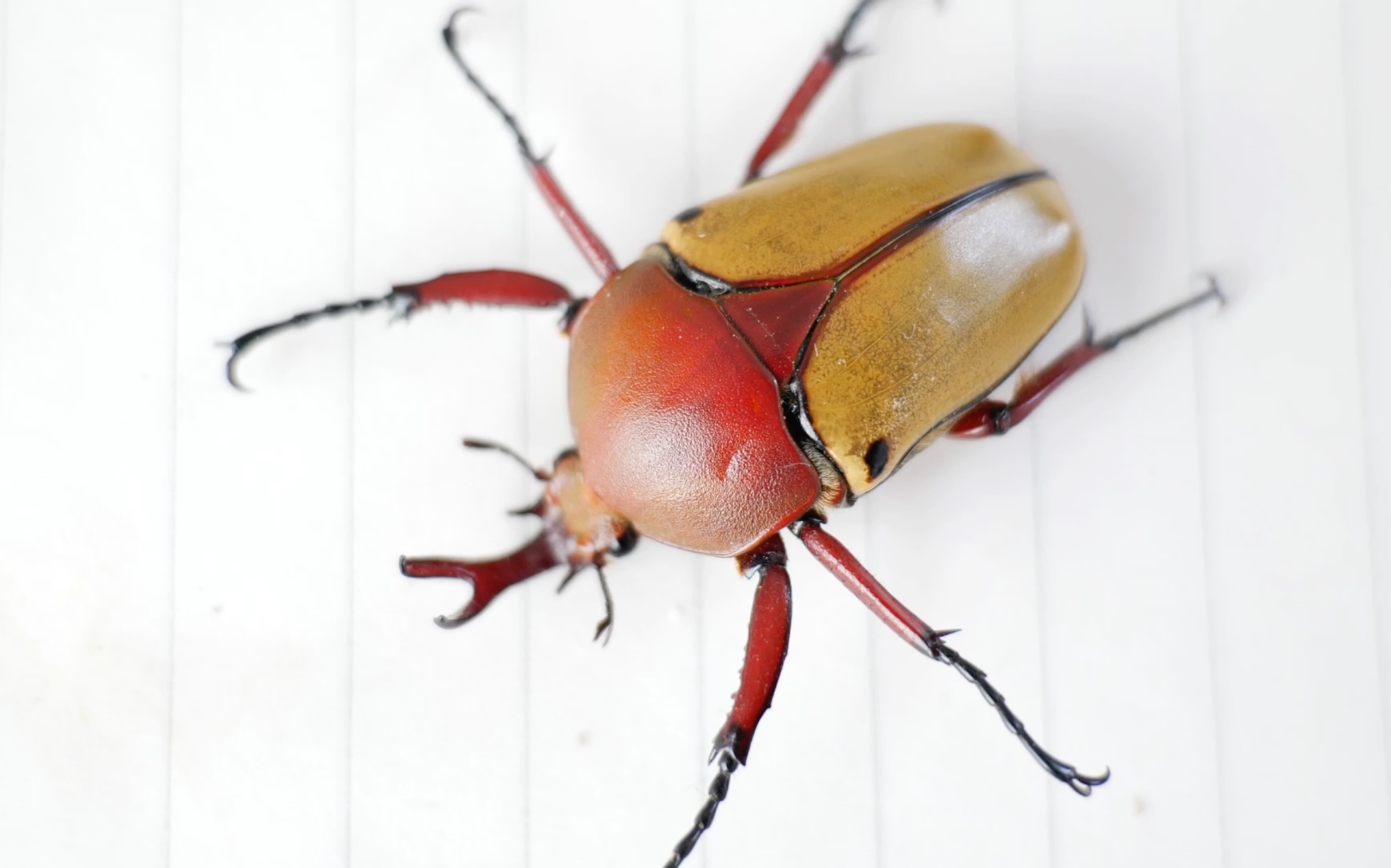 活动  史密斯花金龟