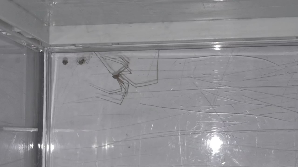 普克蛛vs家幽灵蛛