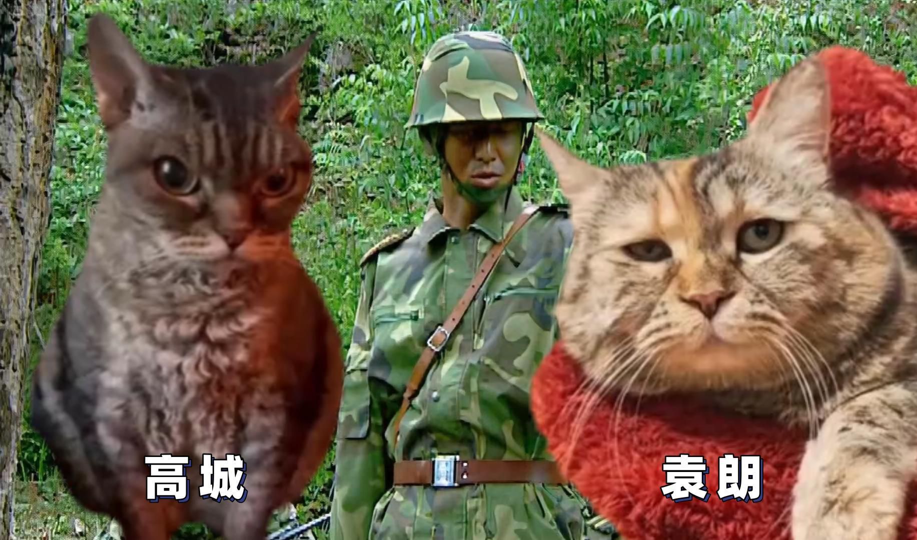 【袁高】猫meme但袁高哔哩哔哩bilibili