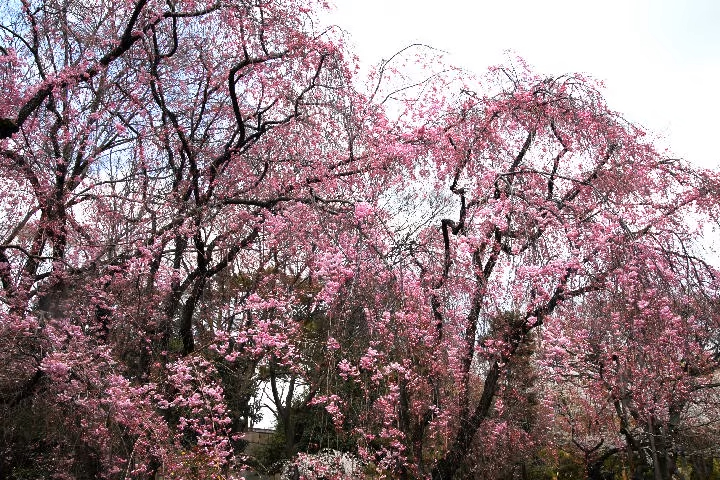 [图]0435 CD24 04 山本讓二  關門海峽關門海峽