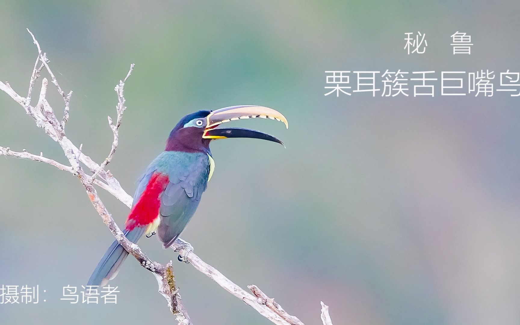 雨林深处,远远地望一眼,也是隐约的幸运哔哩哔哩bilibili