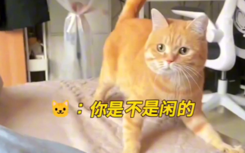 [图]猫咪：真以为我不懂外语啊～