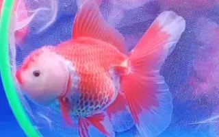 泰狮 兰寿 元宝狮 搜索结果 哔哩哔哩 Bilibili