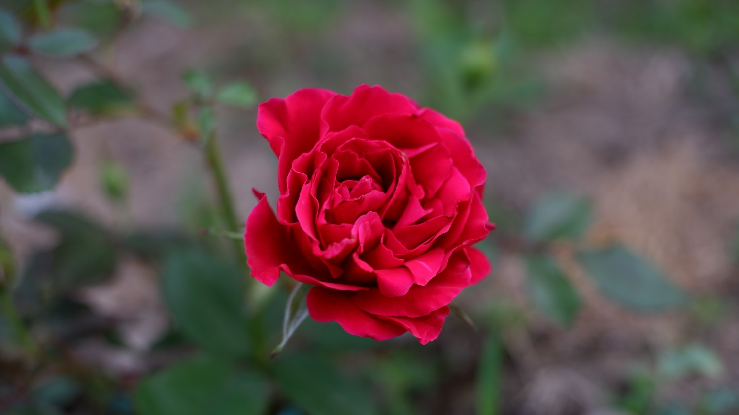 【植物】月季——米迦勒