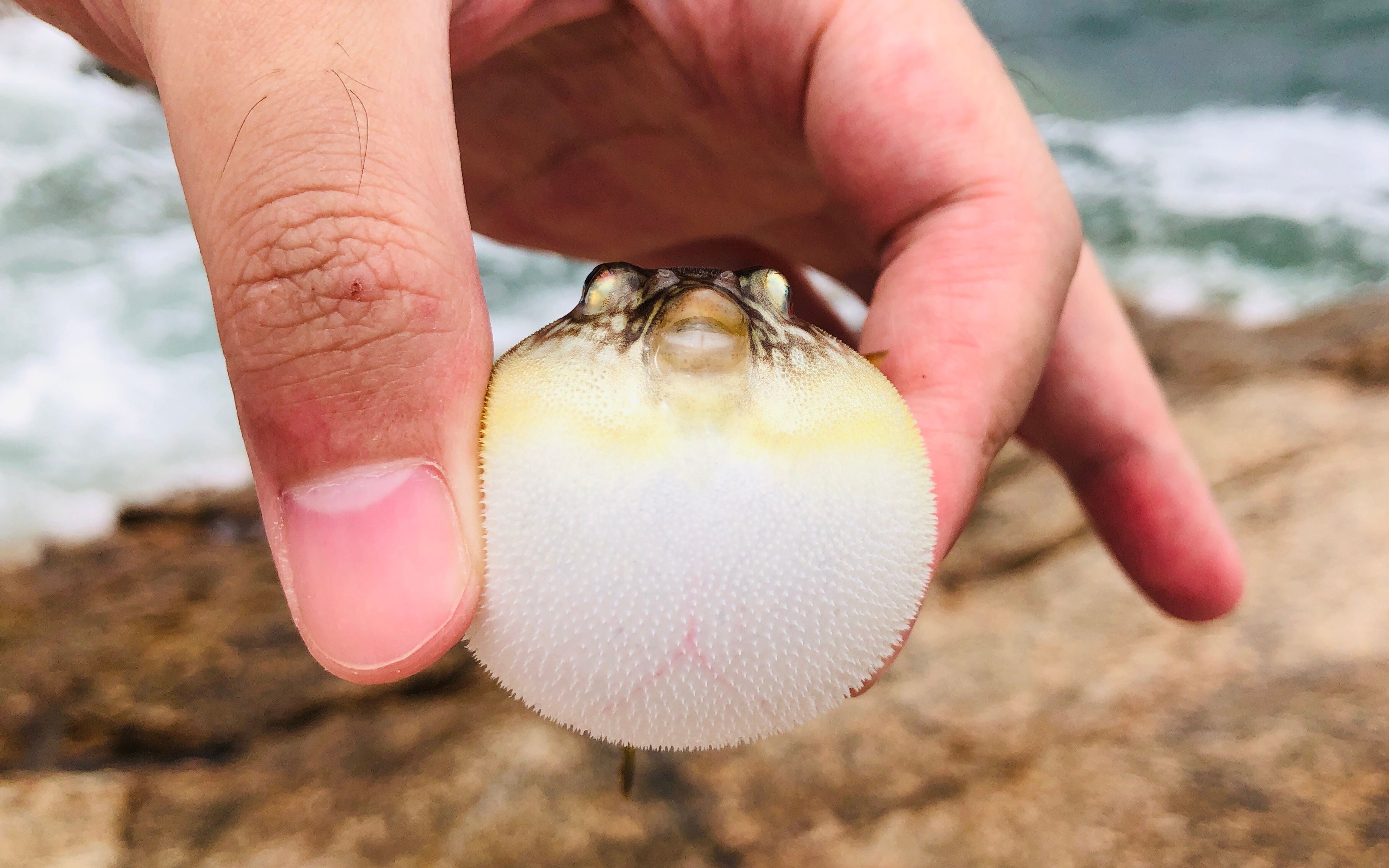 海钓小肥鱼&没想到河豚有毒!