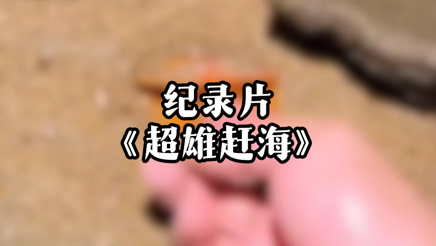 纪录片《超雄赶海》疑似超雄赶海博主出现,开局就送一百连抽 #超雄综合征 #小宇赶海 #黑袍纠察队 #因为他善 #逆天哔哩哔哩bilibili