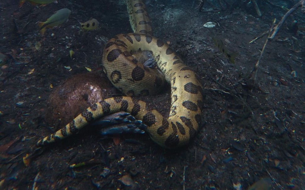 森蚺捕食西猯 ～致命的水下华尔兹