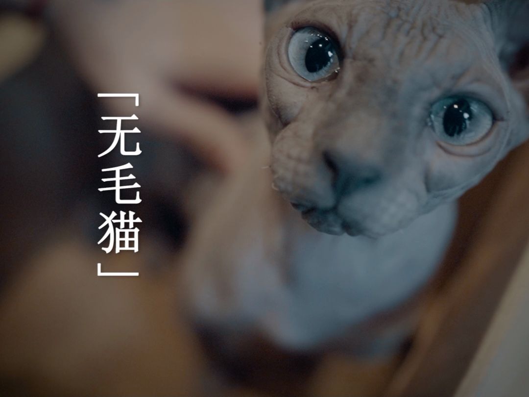 【剧情】【无毛猫】动物启示录丨当嫉妒之心正逐渐腐蚀自己