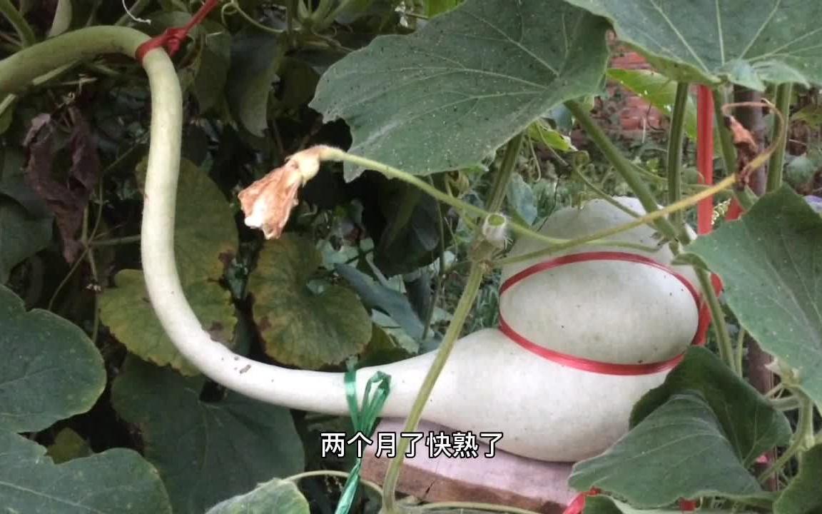 种葫芦修理葫芦,绑葫芦天鹅葫芦,葫芦的一生哔哩哔哩bilibili