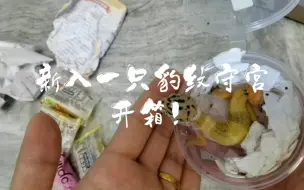 下载视频: 新入手一只豹纹守宫，开箱！