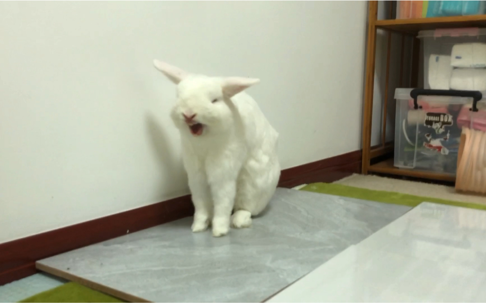 活动作品两只兔子打哈欠的对比就都挺可爱呀哈哈哈哈哈圆滚滚和小二的